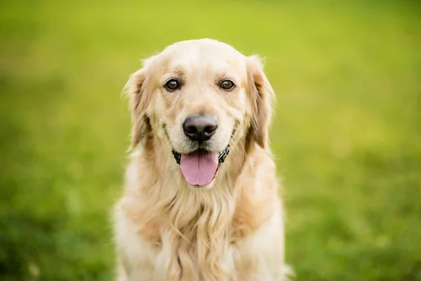 Szczęśliwy Uśmiechnięty Pies Golden Retriever Zielonym Parku Ogród Letni Dzień — Zdjęcie stockowe