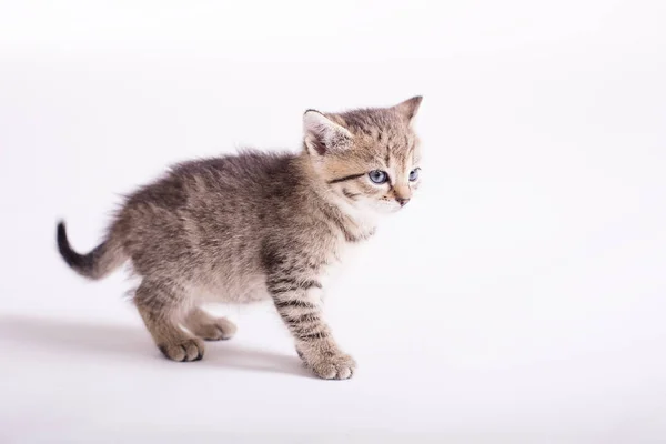 Симпатичный Маленький Котенок Студии Белом Фоне — стоковое фото