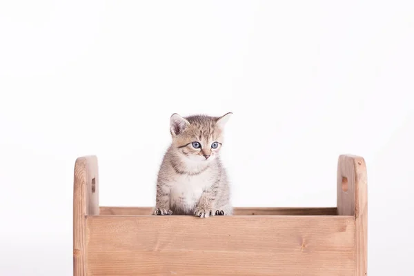 Симпатичный Маленький Котенок Студии Белом Фоне — стоковое фото