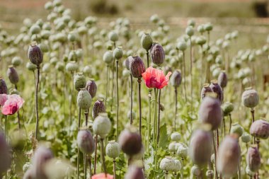 Afyon kullanımı için toplanan yapraklı, yapraklı, tek çiçekli haşhaş başları tarlası
