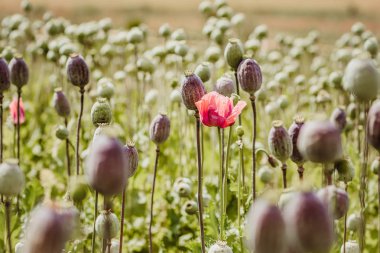 Afyon kullanımı için toplanan yapraklı, yapraklı, tek çiçekli haşhaş başları tarlası