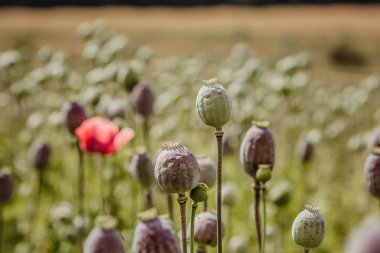 Afyon kullanımı için toplanan yapraklı, yapraklı, tek çiçekli haşhaş başları tarlası