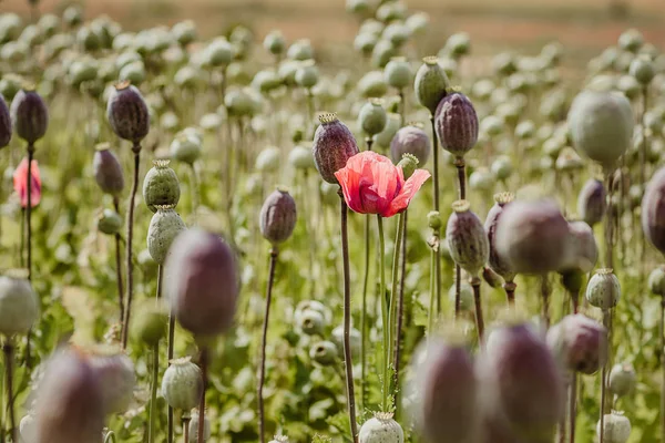 Field Poppy Heads Only One Flower Left Petals Fields Harvested — Stock Photo, Image