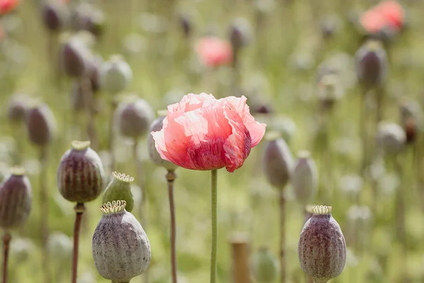 Field Poppy Heads Only One Flower Left Petals Fields Harvested — Stock Photo, Image