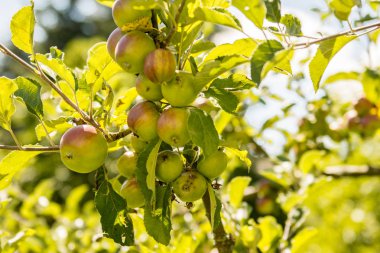 Meyveli elma dalları 