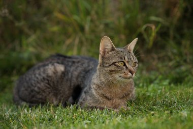Bahçedeki küçük sevimli kedi yavrusu yeşil çimlerin üzerinde 