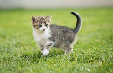 Bahçedeki küçük sevimli kedi yavrusu yeşil çimlerin üzerinde 