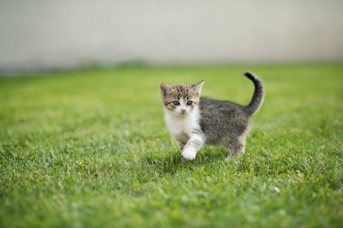 Bahçedeki küçük sevimli kedi yavrusu yeşil çimlerin üzerinde 
