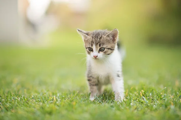 cute small kitten in a garden on a green grass background