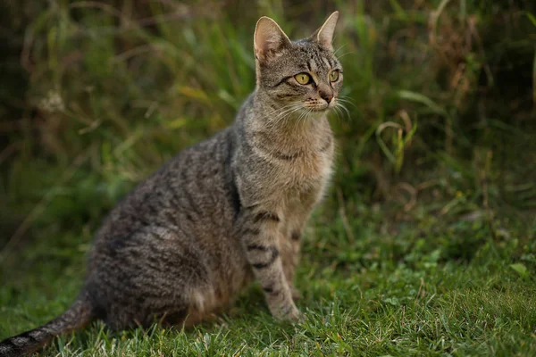 Cute Small Kitten Garden Green Grass Background — Stock Photo, Image