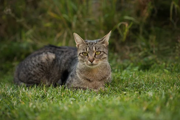 cute small kitten in a garden on a green grass background