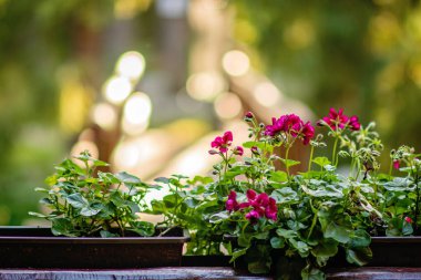 Sardunya çiçekleri güneşli bir günde bahçede 