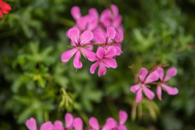 Sardunya çiçekleri güneşli bir günde bahçede 