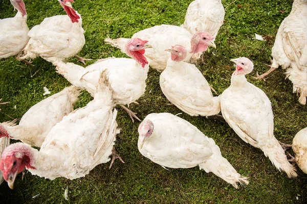 organic turkey bird farmclose up of free range turkeys on green grass pasture