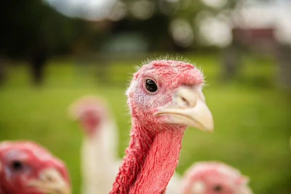 organic turkey bird farmclose up of free range turkeys on green grass pasture