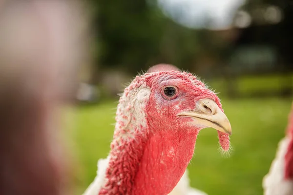 organic turkey bird farmclose up of free range turkeys on green grass pasture