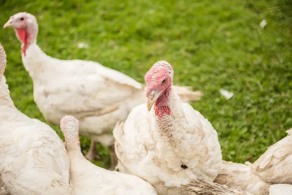 organic turkey bird farmclose up of free range turkeys on green grass pasture