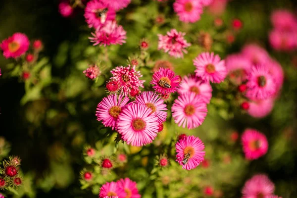 Flores Rosas Calientes Con Abejas Día Soleado —  Fotos de Stock