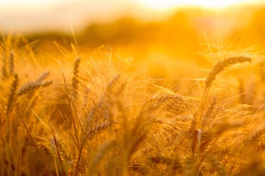 altın güneş batan buğday tarlaları gün batımına karşı