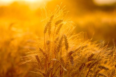 altın güneş batan buğday tarlaları gün batımına karşı