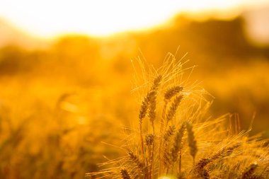 altın güneş batan buğday tarlaları gün batımına karşı