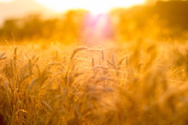 altın güneş batan buğday tarlaları gün batımına karşı