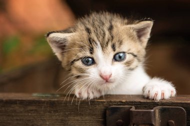 Dışarıdaki eski tahta bir kutuda küçük kedicikler