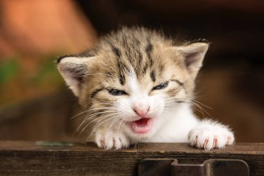 Dışarıdaki eski tahta bir kutuda küçük kedicikler