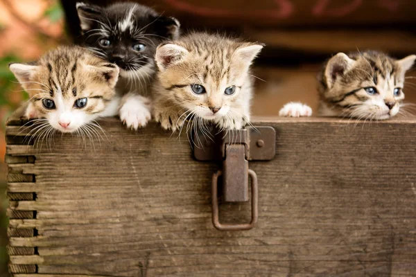 Gatinhos Pequenos Minúsculos Uma Caixa Madeira Velha Livre — Fotografia de Stock