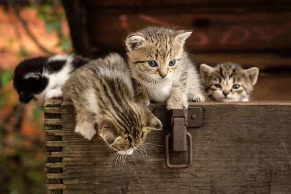 Tiny Small Kittens Old Wood Box Outdoor — Stock Photo, Image