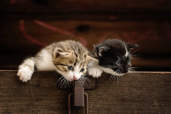 Крошечные Маленькие Котята Старой Деревянной Коробке Открытым Небом — стоковое фото