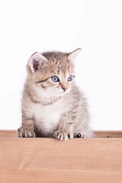 Bonito Pequeno Gatinho Estúdio Wite Fundo — Fotografia de Stock