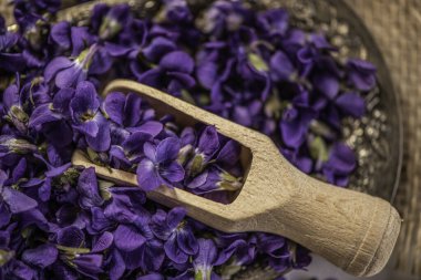 Mor viyola çiçeğine yakın bir yerde mor menekşe çiçekleri seramik bir menekşe ağacından çiçek açar. Viola odorata yakın çekim stüdyosu alternatif bitki çayı ilacı olarak kullanılan cam bir kavanoza yenilebilir bahar çiçekleri koydu.