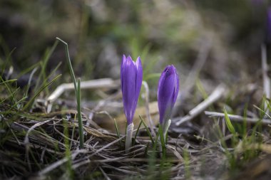 Mor ilkbahar yabani safranı güneş ışığına karşı kapat