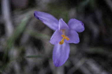 Mor ilkbahar yabani safranı güneş ışığına karşı kapat