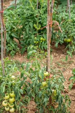 organik yeşil domatesler dışarıda yetişiyor sıcak iklimde yeşil ev olmadan