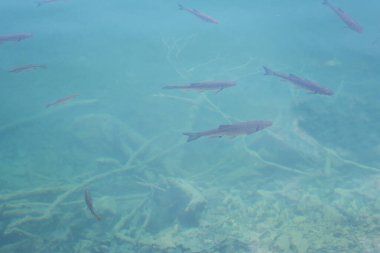 Plitvicke Gölü 'ndeki tatlı su alabalığı öyle berrak ki insan balığı görebiliyor.