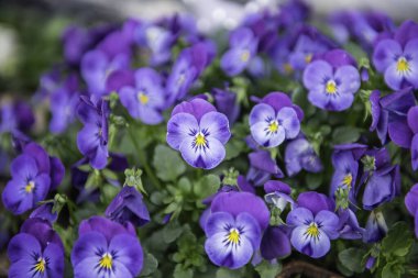 Bahçedeki güzel menekşe bitkileri. Çiçek açan nonoş çiçeklerine yakın.