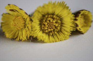 Beyaz arka planda Tussilago farfara tıbbi bitki