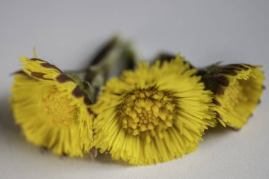 Beyaz arka planda Tussilago farfara tıbbi bitki