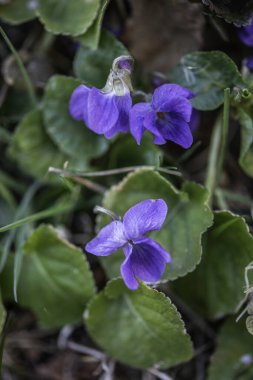 Mor menekşeler bahar ormanlarında çiçek açar. Viola odorata