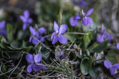Mor menekşeler bahar ormanlarında çiçek açar. Viola odorata