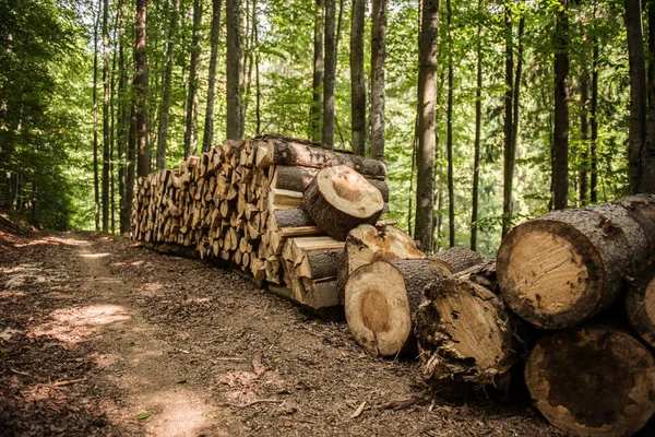 cut logs in the forest