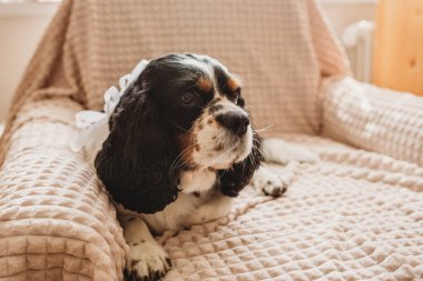 spanyel köpek nikahı, beyaz bir fiyonk ve evde bir sandalyede oturan nedimeler.