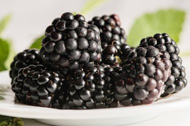 Taze organik yaz olgunlaşmış böğürtlenlerin kapanışı metin için çerçeve odasını doldurur