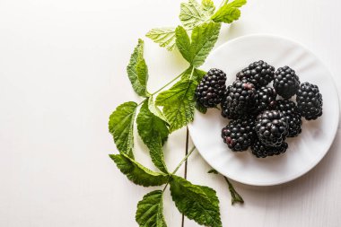 Taze organik yaz olgunlaşmış böğürtlenlerin kapanışı metin için çerçeve odasını doldurur