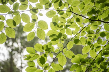 Gökyüzünün yeşil manzarasına bakan ağaç tepelerinin manzarası