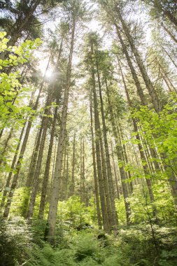 Gökyüzünün yeşil manzarasına bakan ağaç tepelerinin manzarası