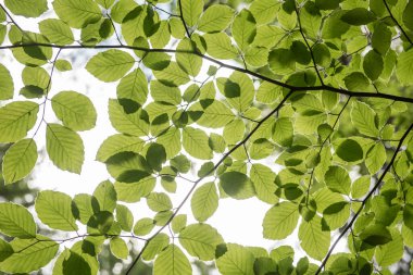 Gökyüzünün yeşil manzarasına bakan ağaç tepelerinin manzarası