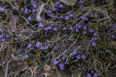 Glechoma hederacea. Nepeta glechoma Benth., Nepeta hederacea, naneli Lamiaceae familyasının aromatik, daimi yeşil bir sürüngenidir. Yerdeki solungaçlı sarmaşık olarak bilinir.